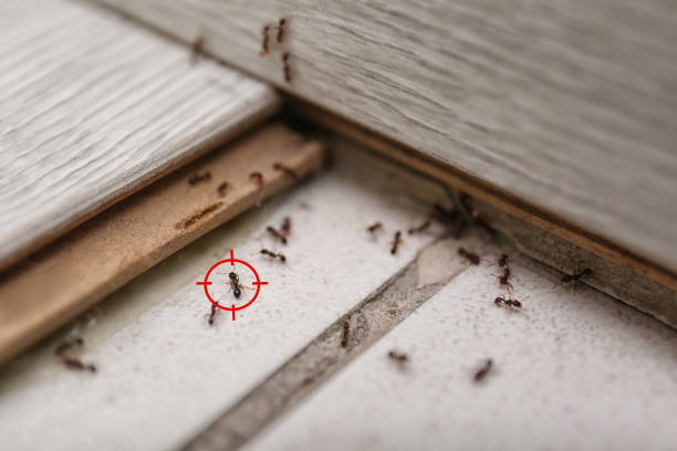 Best Affordable Pest Control Services  in Knob Noster, MO